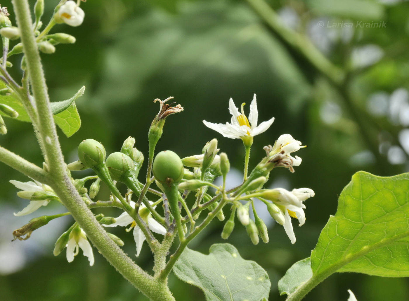 Изображение особи Solanum torvum.