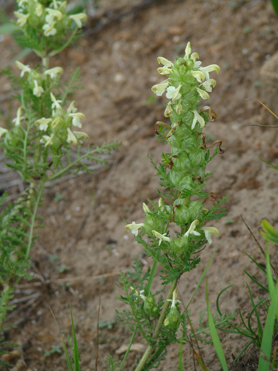 Image of Pedicularis myriophylla specimen.