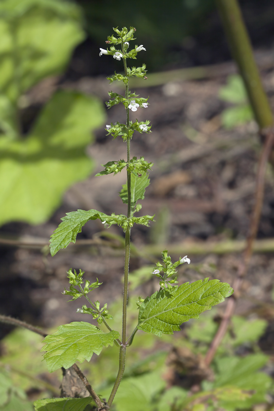 Изображение особи Clinopodium sachalinense.