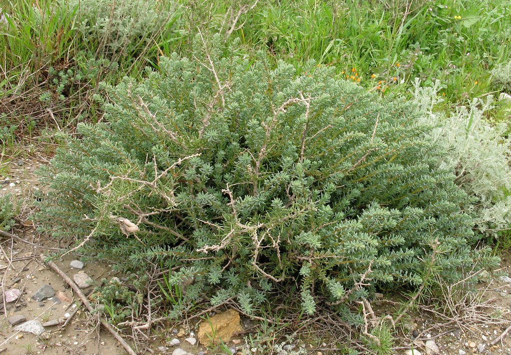 Image of familia Chenopodiaceae specimen.