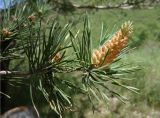 род Pinus