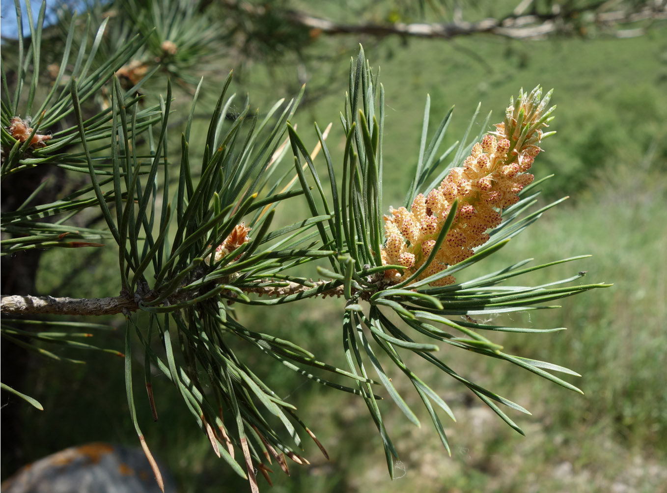 Image of genus Pinus specimen.