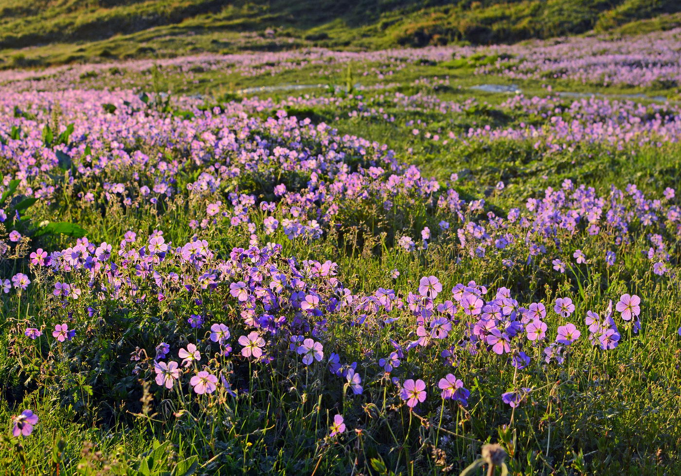 Image of Geranium saxatile specimen.