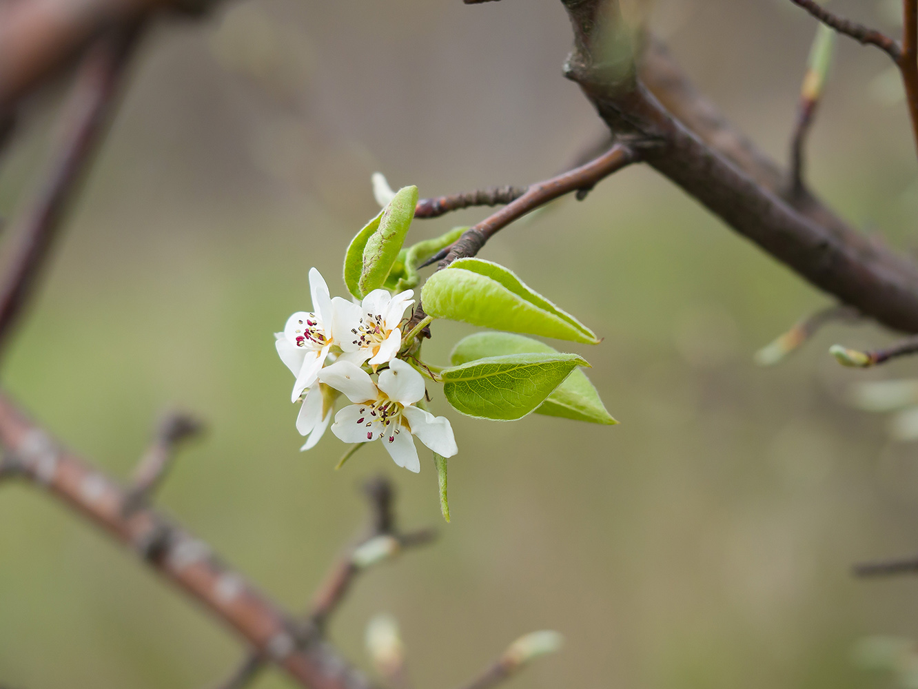 Image of Pyrus caucasica specimen.