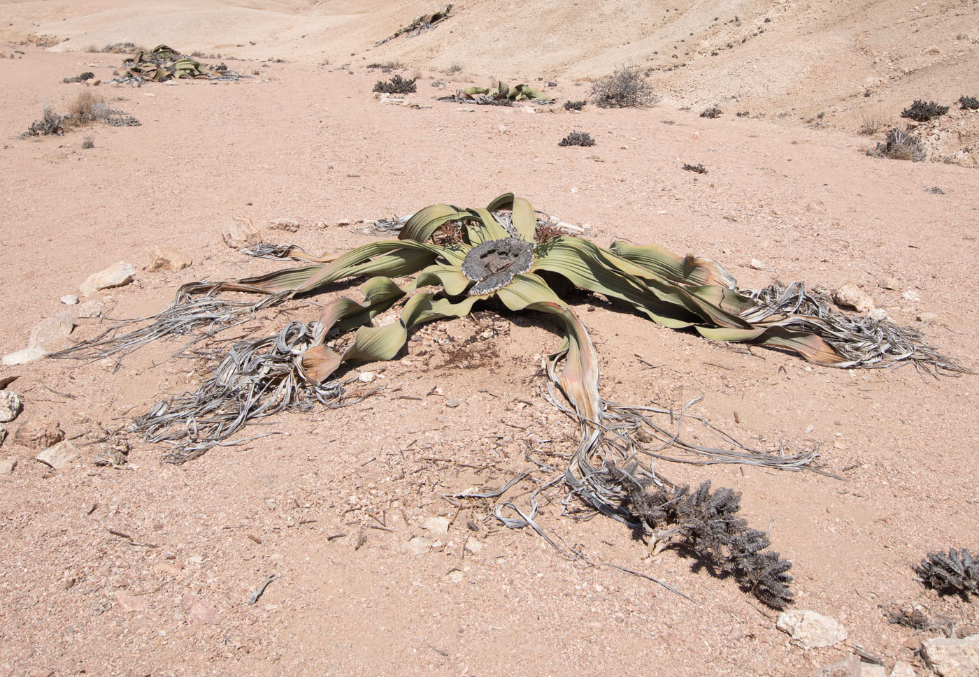 Image of Welwitschia mirabilis specimen.