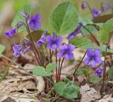 Viola tenuicornis. Цветущее растение. Амурская обл., Архаринский р-н, Хинганский заповедник, кластерный участок \"Антоновское\", дубрава. 20.05.2020.