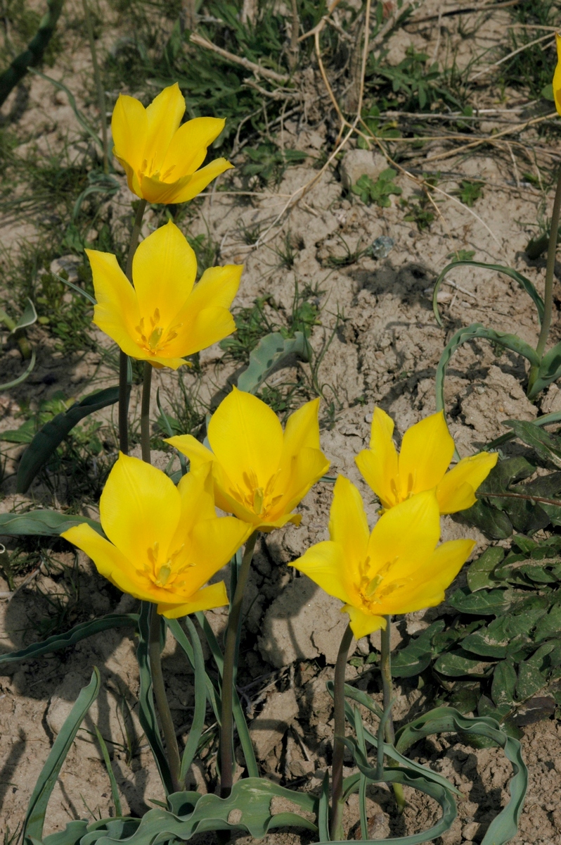 Изображение особи Tulipa kolpakowskiana.