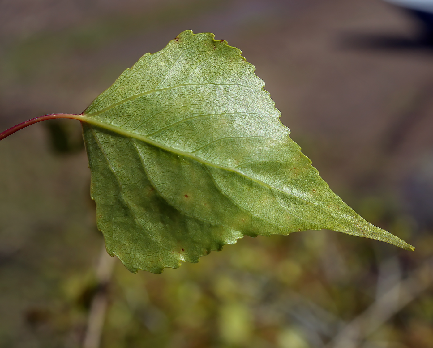 Image of Populus nigra specimen.