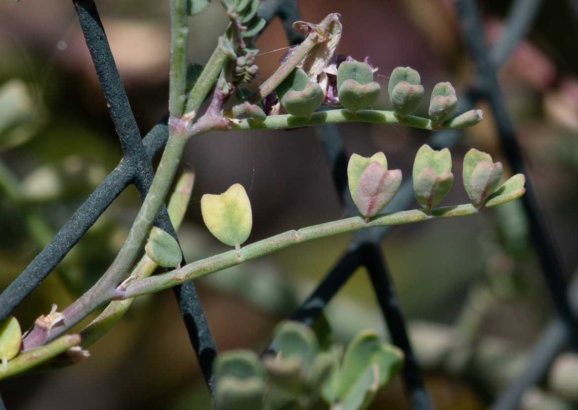 Image of Coronilla viminalis specimen.