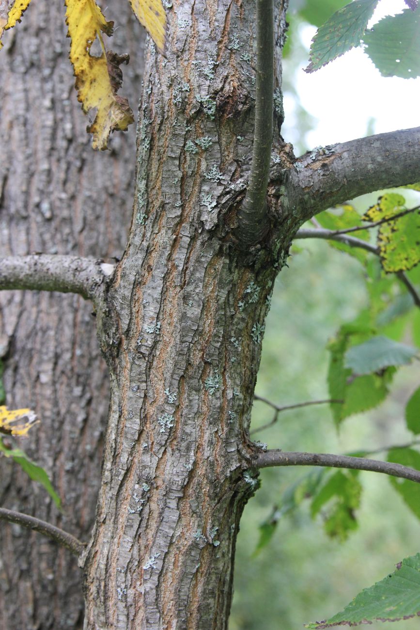 Image of genus Ulmus specimen.