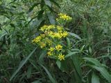 Senecio sarracenicus