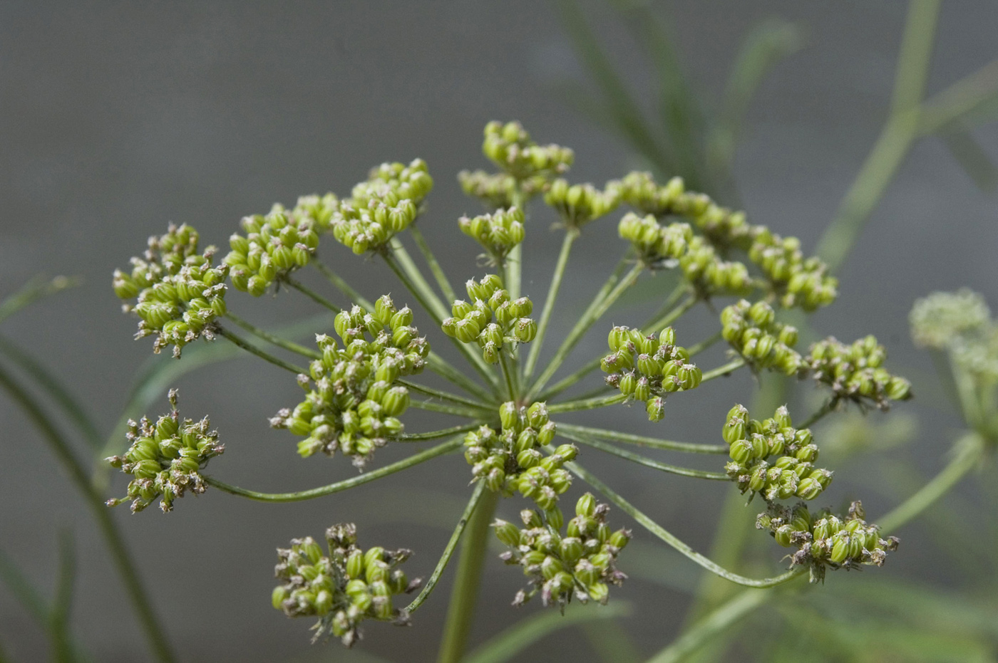 Image of Sium suave specimen.