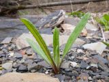 genus Cirsium. Вегетирующее растение. Краснодарский край, м/о г. Новороссийск, ущ. Щель Мардакова, берег безымянной реки, среди камней и гальки. 03.04.2016.