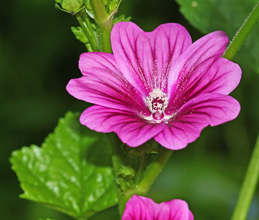 Изображение особи Malva mauritiana.