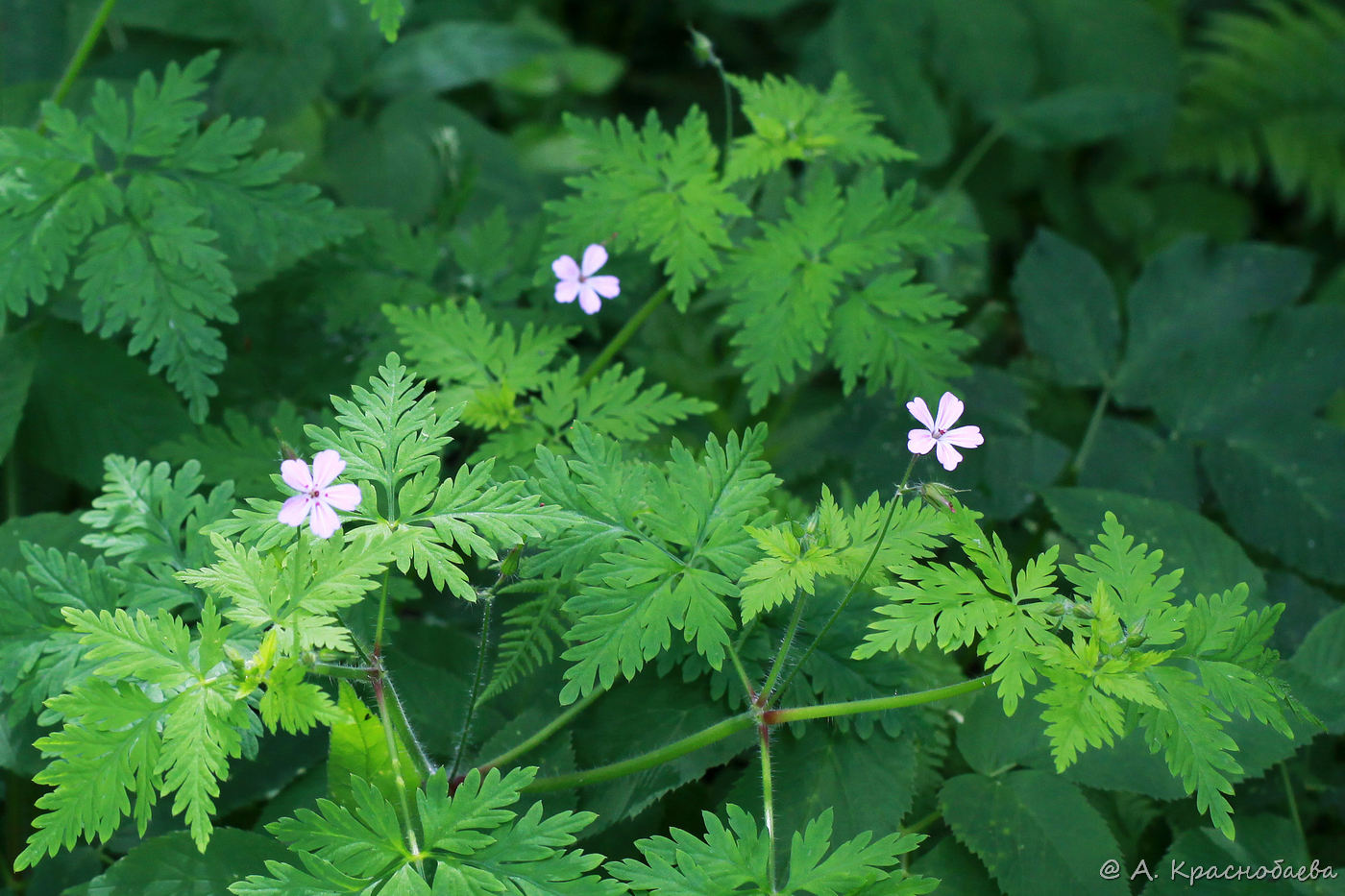 Изображение особи Geranium robertianum.