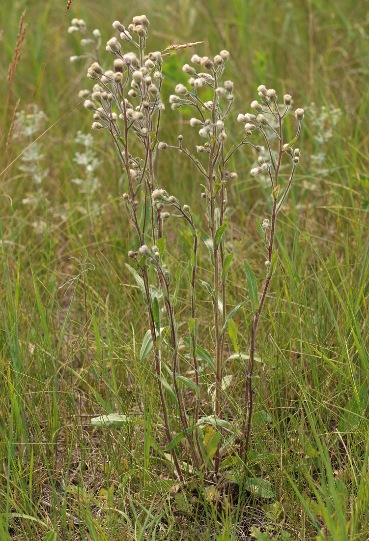 Изображение особи Erigeron acris.