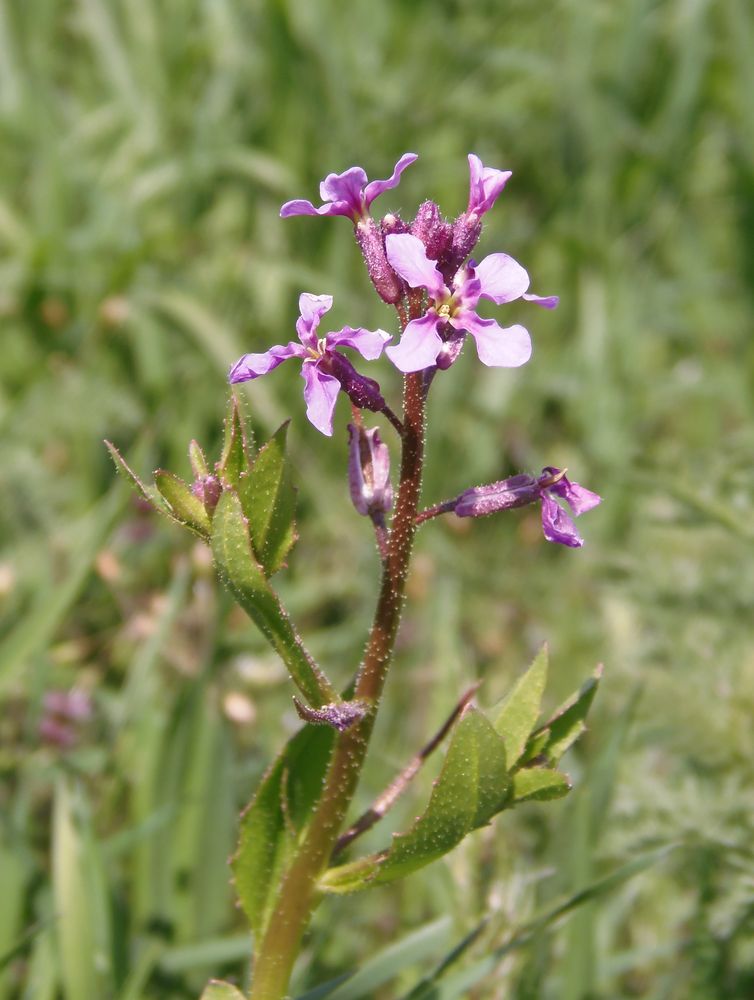 Image of Chorispora tenella specimen.