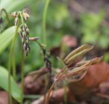 Epimedium colchicum