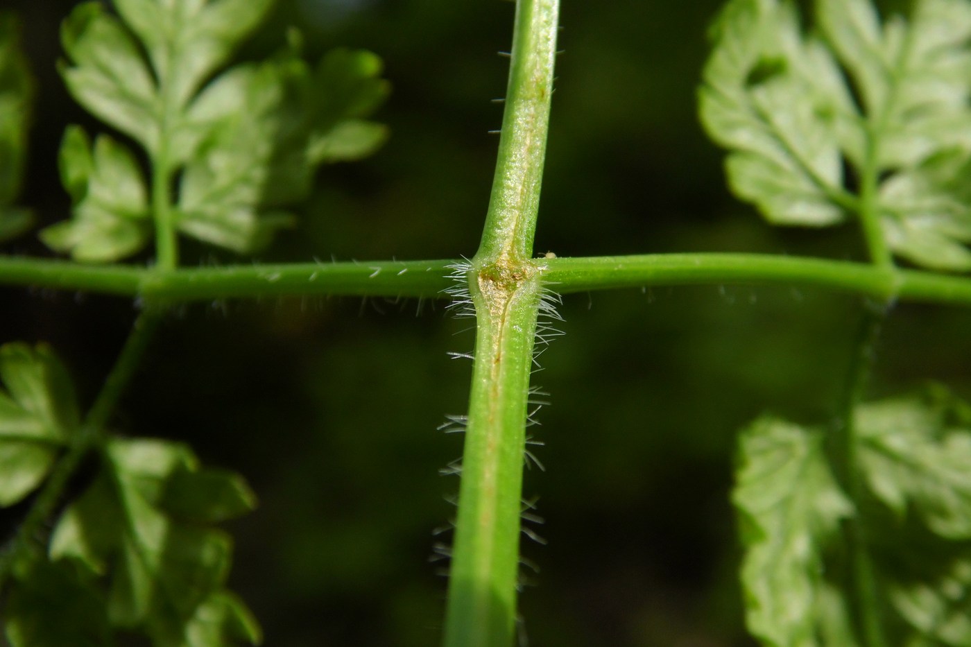 Изображение особи Anthriscus sylvestris.