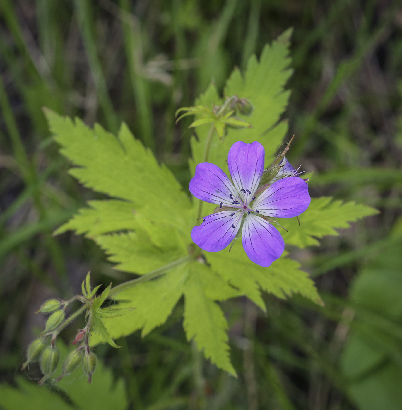 Image of Geranium sylvaticum specimen.