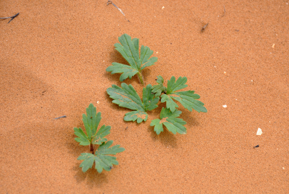 Image of Ranunculus oxyspermus specimen.