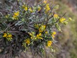 Anthyllis hermanniae. Верхушка цветущей ветви с молодыми и сухими побегами. Греция, Эгейское море, о. Сирос, юго-восточное побережье, пустынный высокий берег. 18.04.2021.