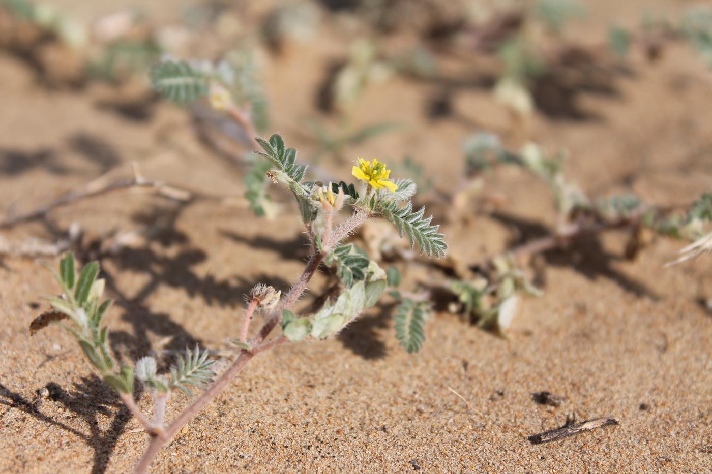 Изображение особи Tribulus terrestris.