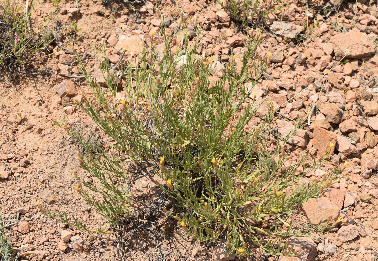 Image of Pseudolinosyris grimmii specimen.