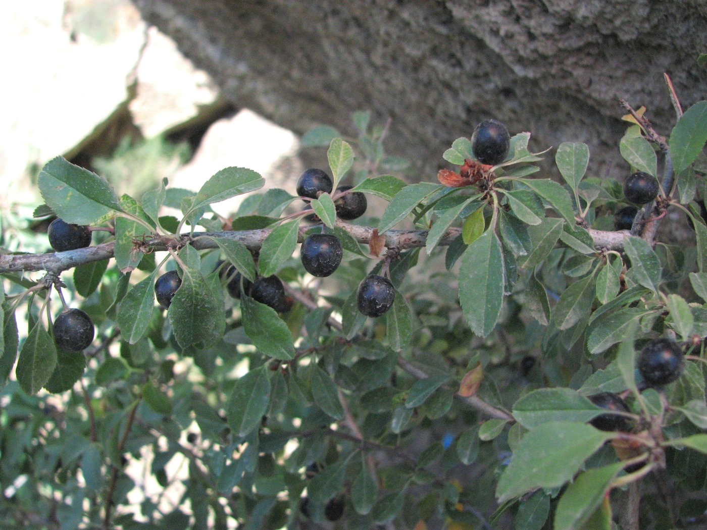 Image of Cerasus microcarpa specimen.