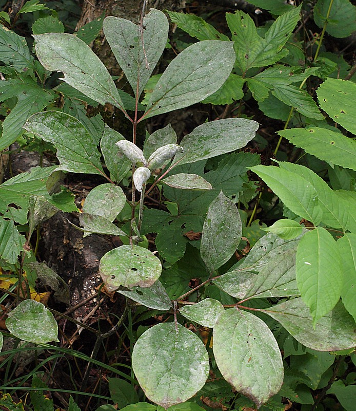 Изображение особи Paeonia obovata.