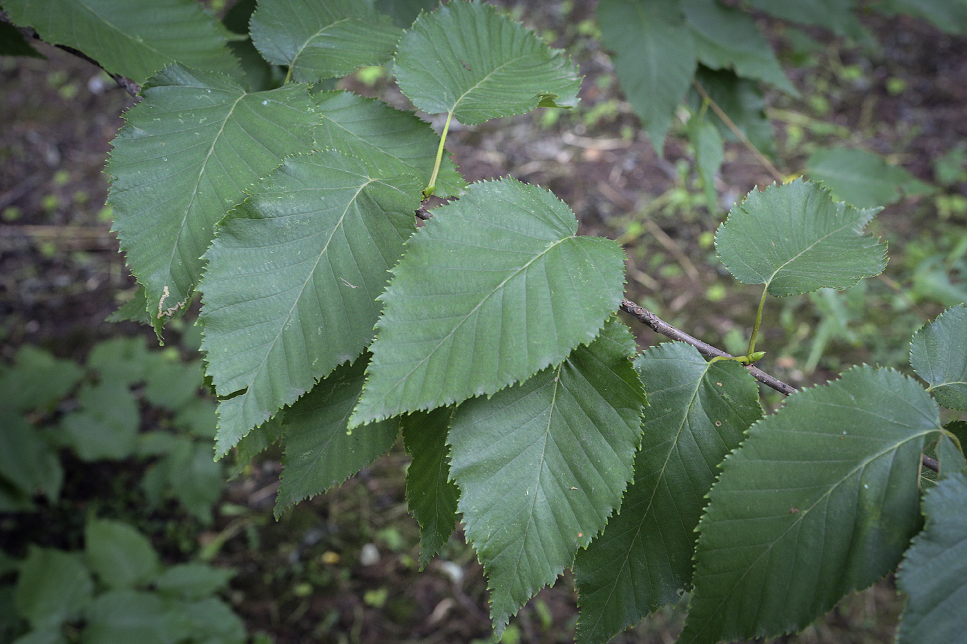 Изображение особи Betula alleghaniensis.