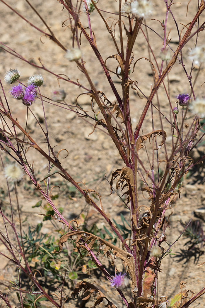 Image of Jurinea alata specimen.