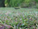 Dactyloctenium aegyptium. Колосящееся растение. Израиль, г. Кирьят-Оно, на газоне, возможно сеянное. 26.01.2022.