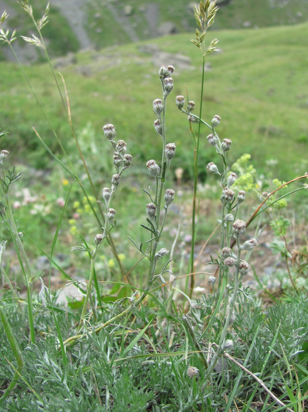 Изображение особи Artemisia splendens.