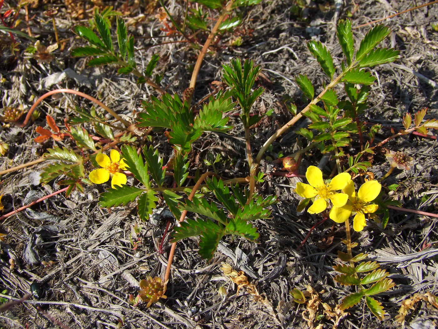 Изображение особи Potentilla anserina ssp. groenlandica.