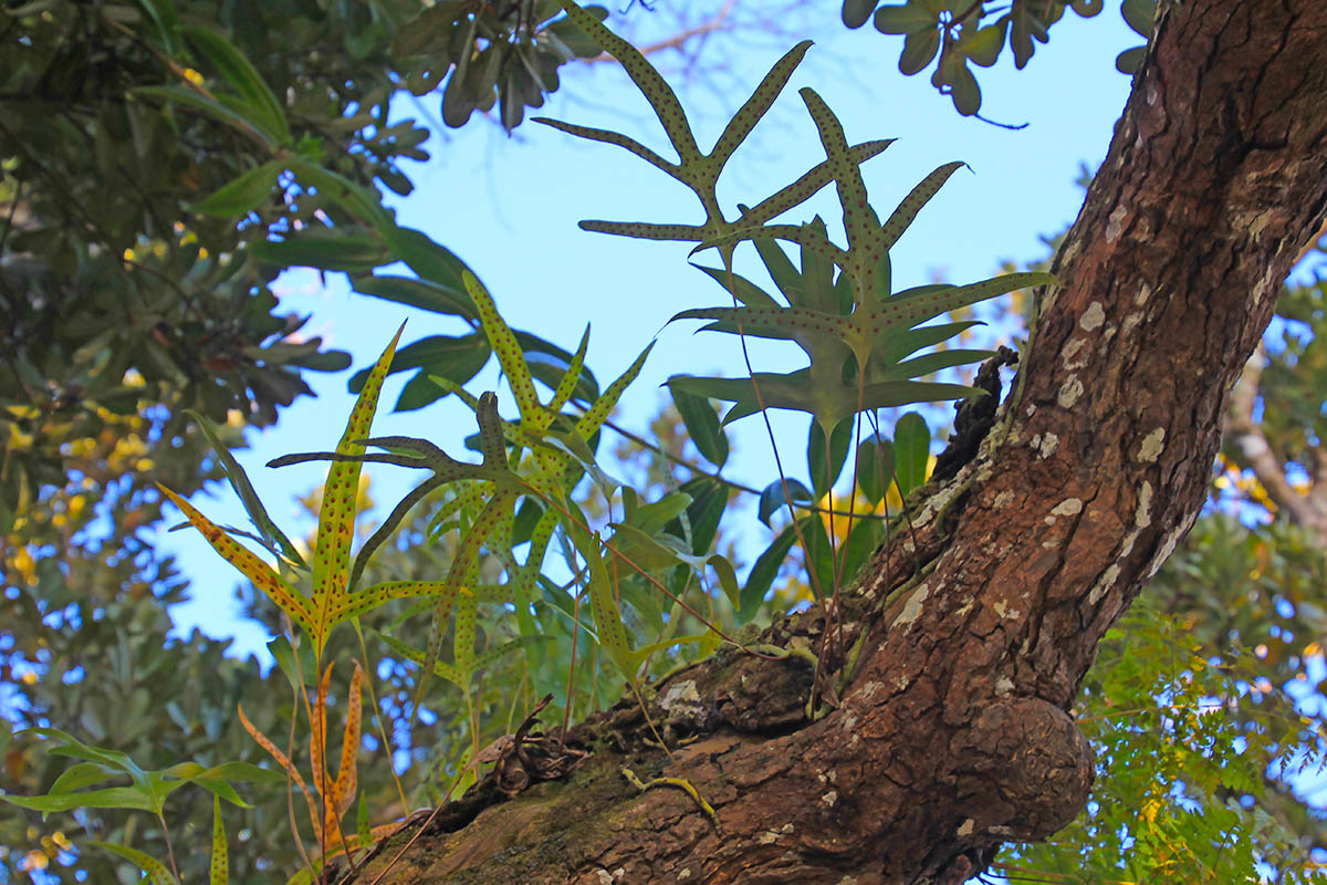 Image of familia Polypodiaceae specimen.