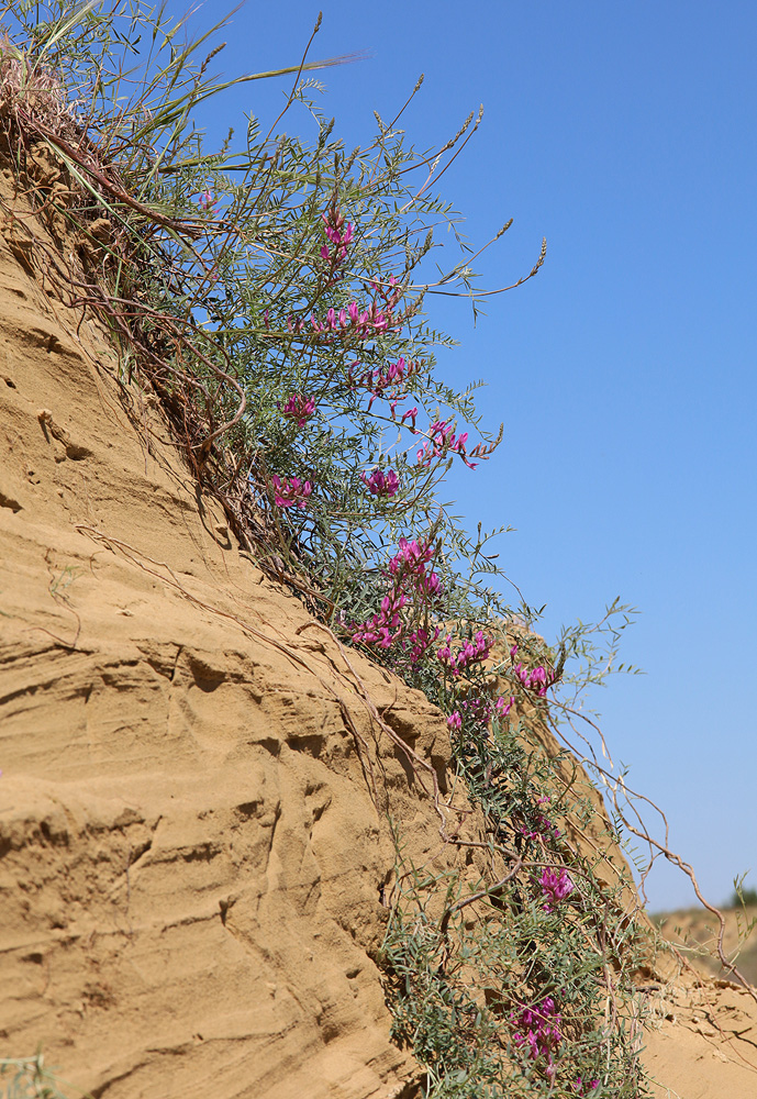 Image of Astragalus barbidens specimen.