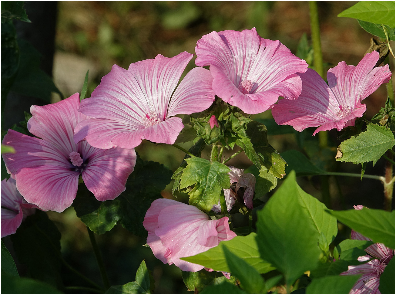 Image of Malva trimestris specimen.