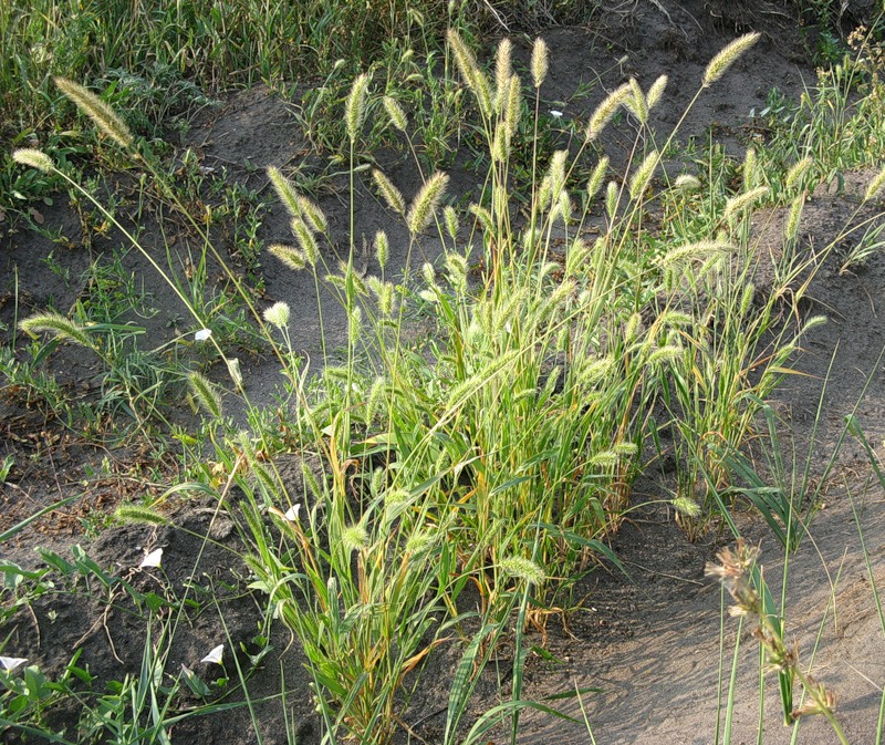 Image of Setaria viridis specimen.