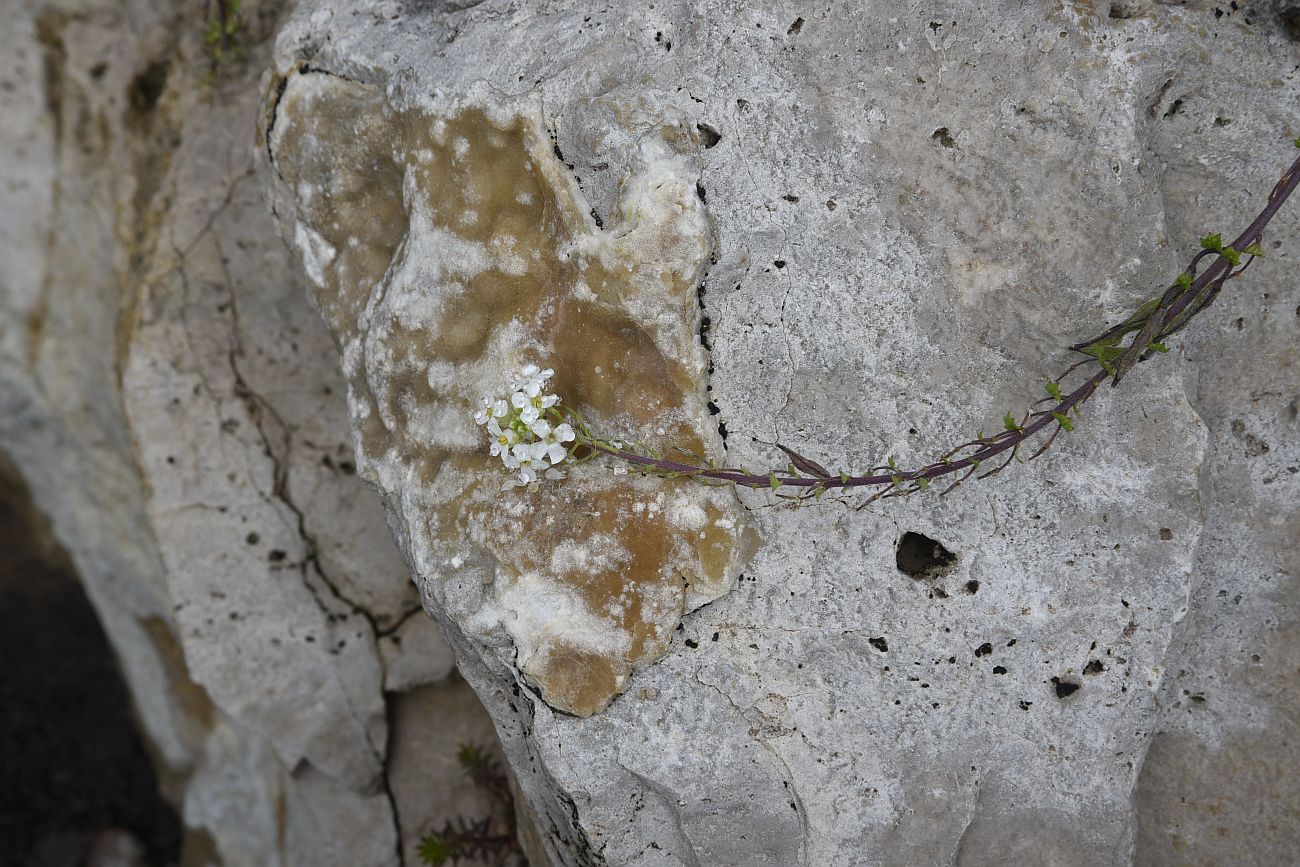 Image of Alliaria taurica specimen.