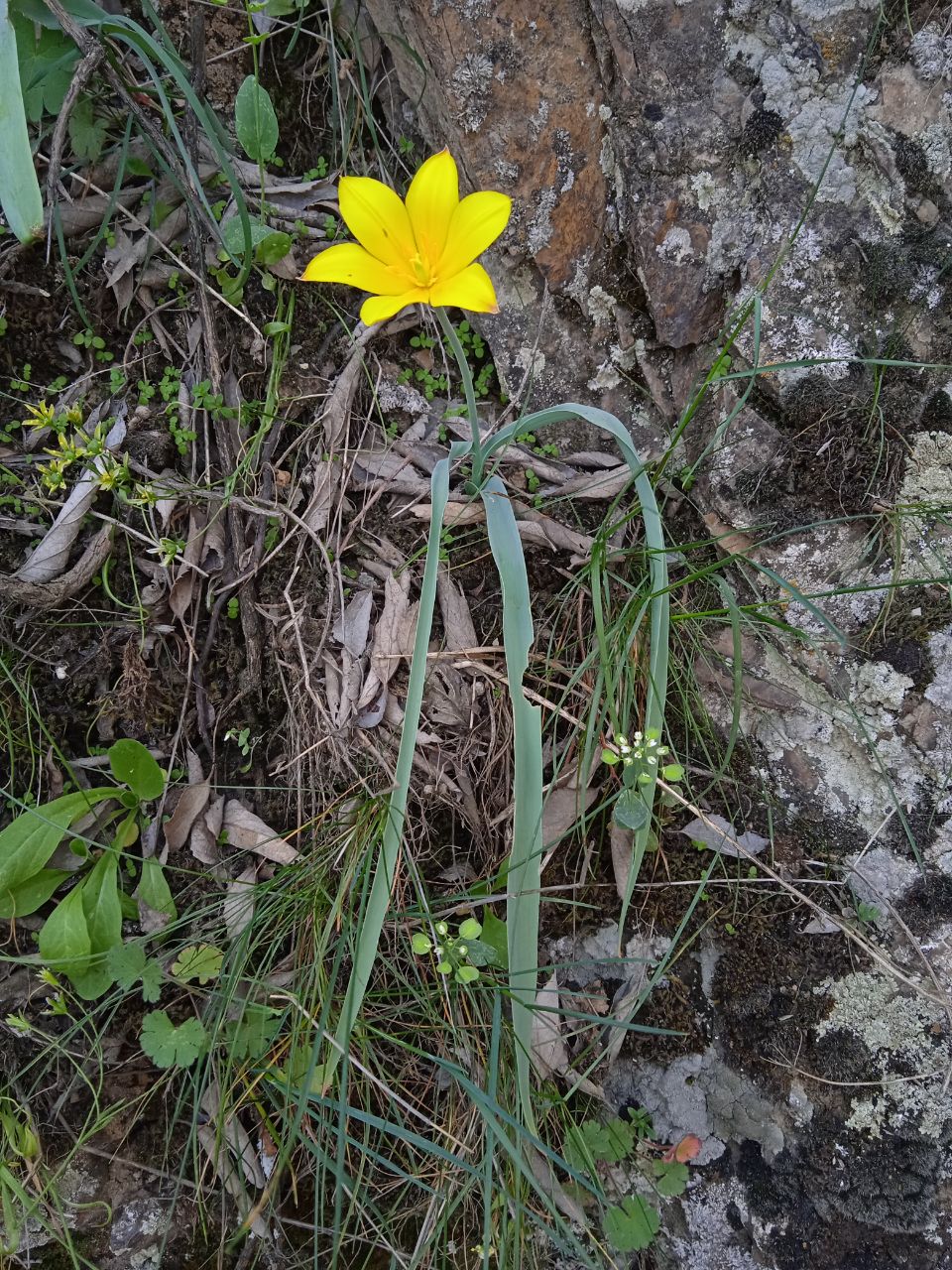 Image of Tulipa ferganica specimen.