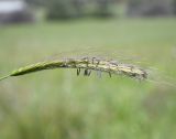 Hordeum bulbosum