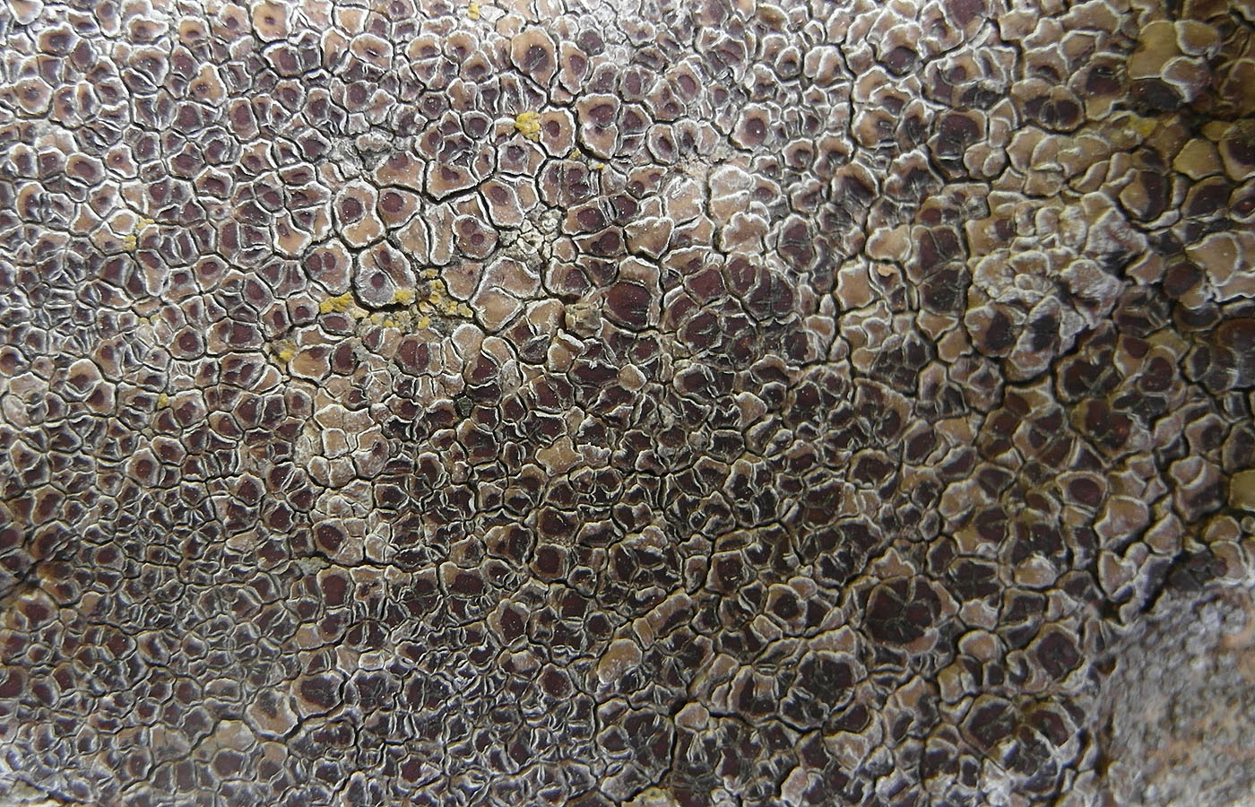 Image of Acarospora cervina specimen.