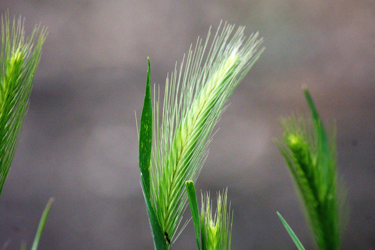 Изображение особи Hordeum leporinum.