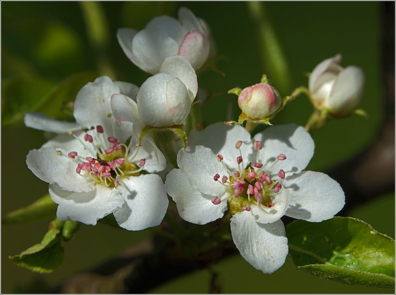 Image of Pyrus communis specimen.