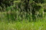Смотреть изображение Poa pratensis