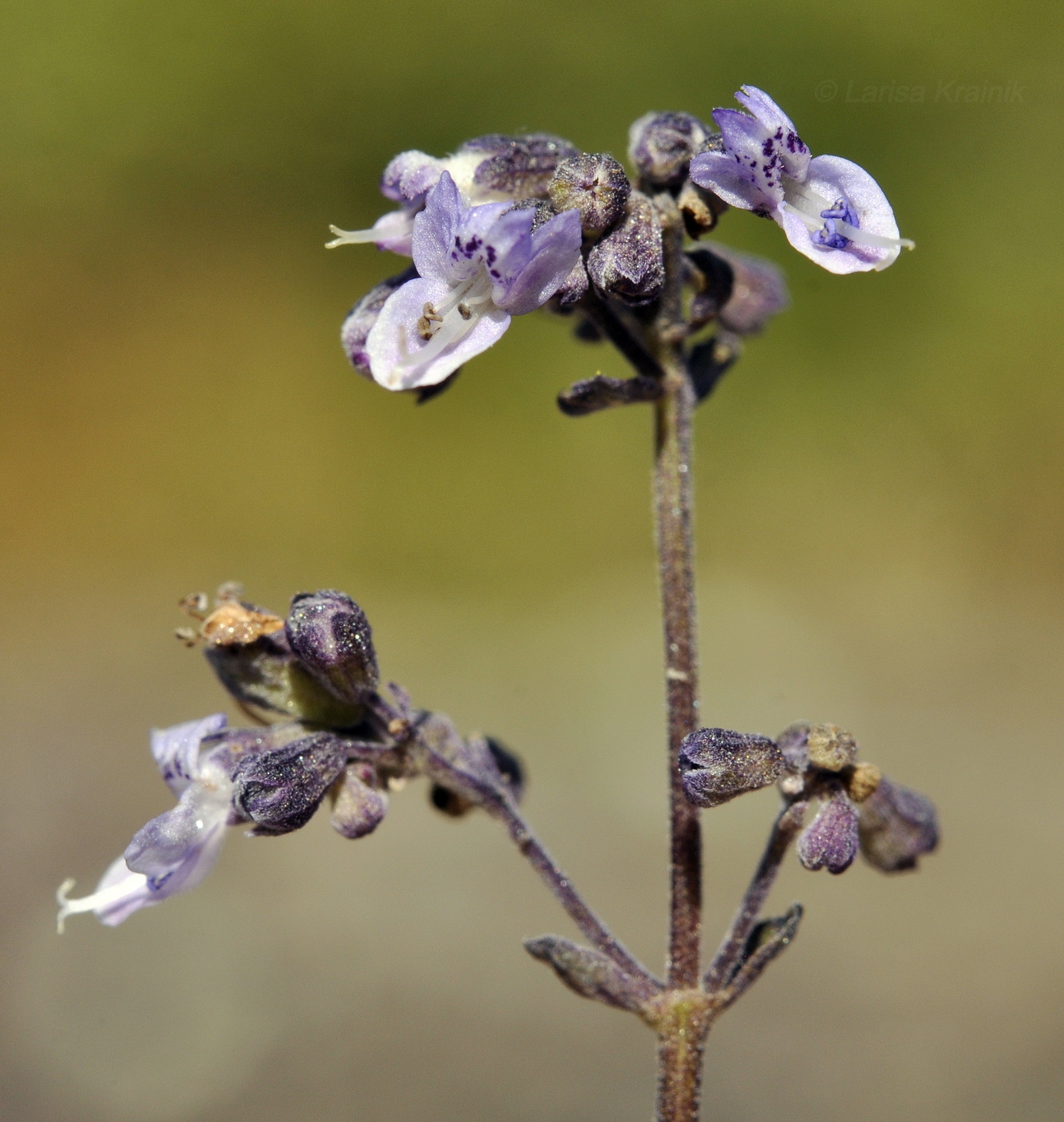 Изображение особи Isodon japonicus var. glaucocalyx.