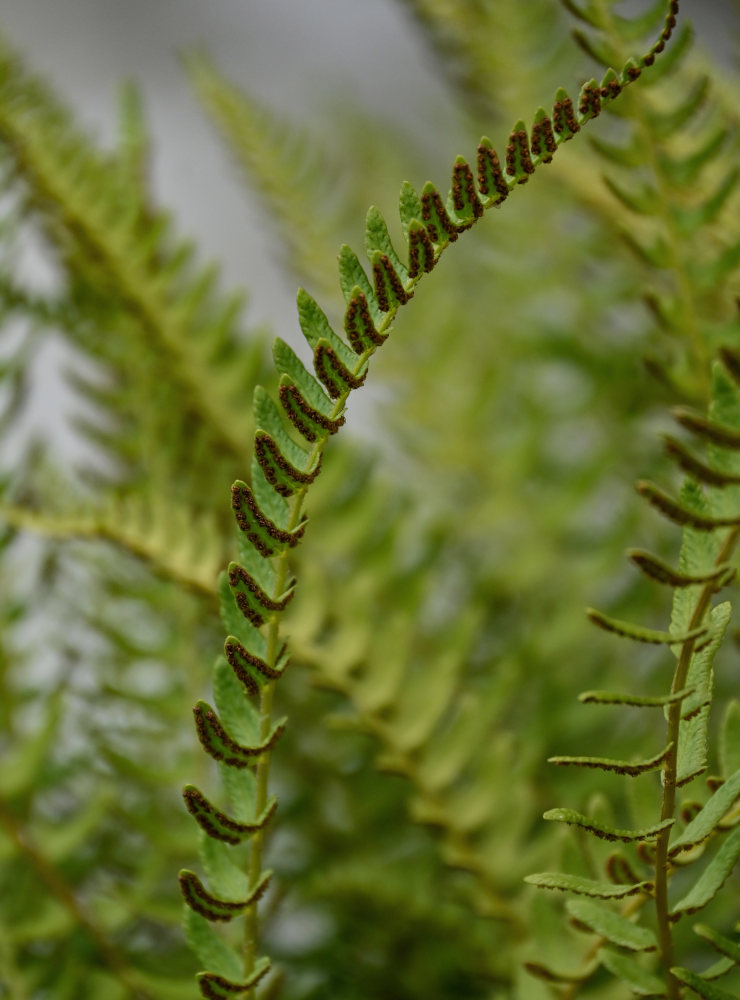 Изображение особи Woodsia polystichoides.