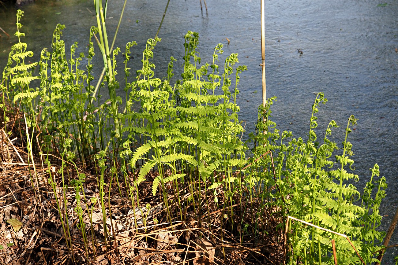 Изображение особи Thelypteris palustris.