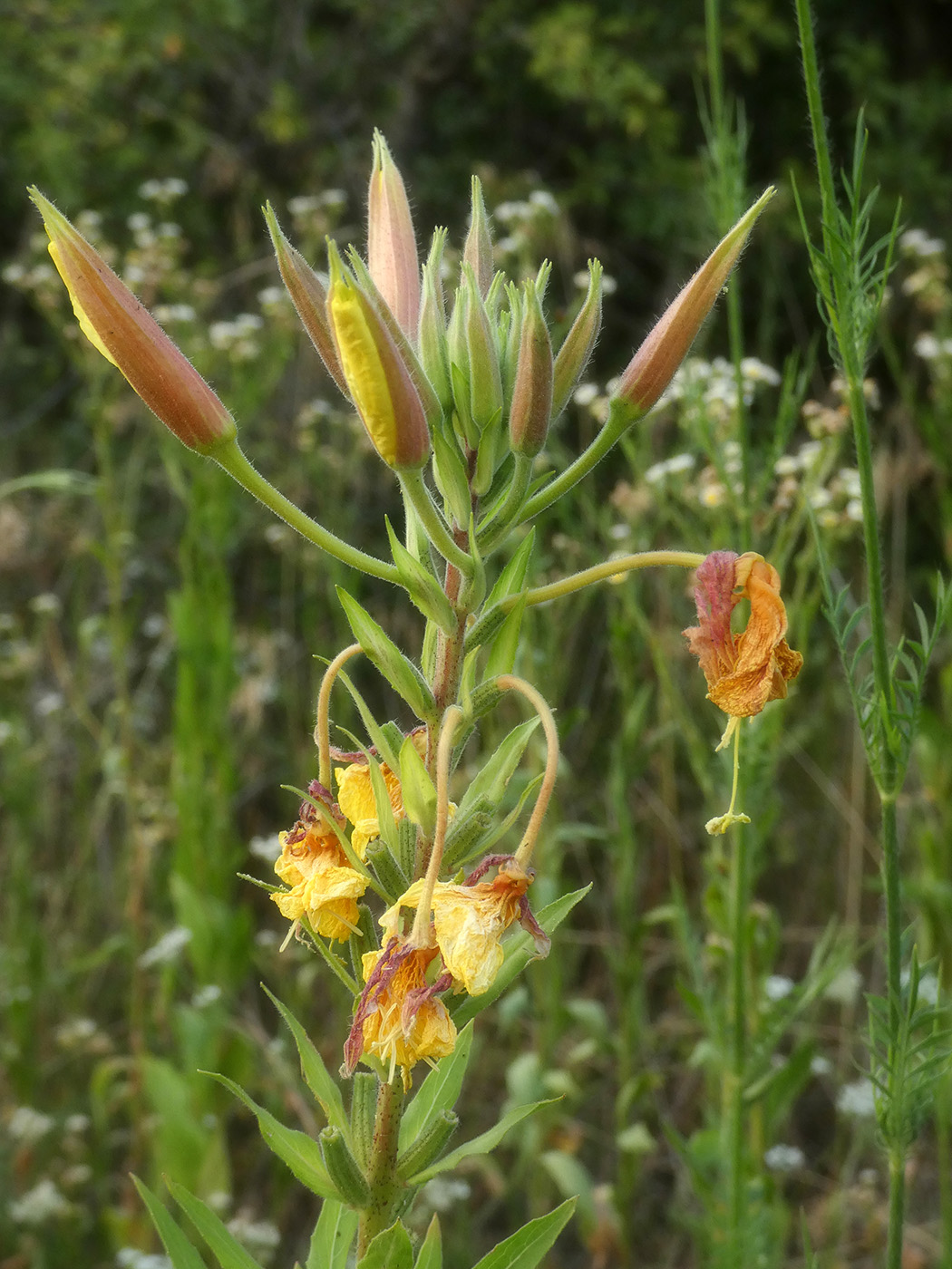 Image of Oenothera glazioviana specimen.